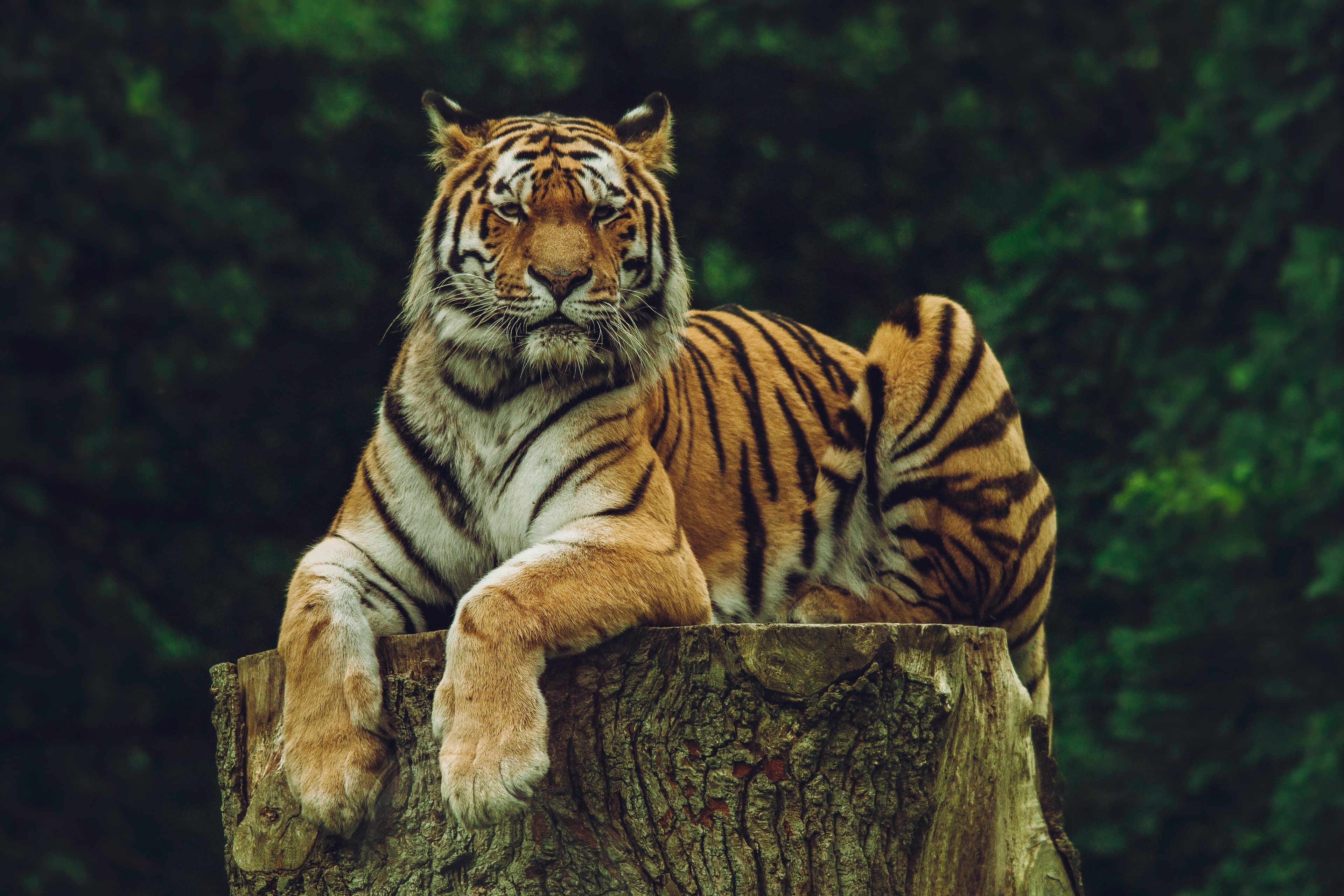 sundarban